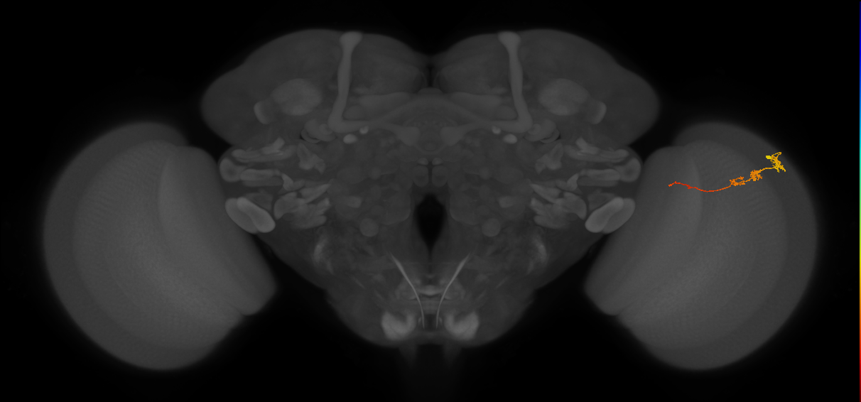 Tm3_R (JRC_OpticLobe:79366)