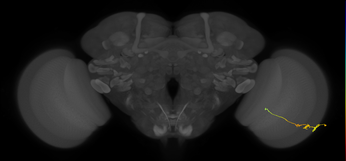 Tm3_R (JRC_OpticLobe:59880)