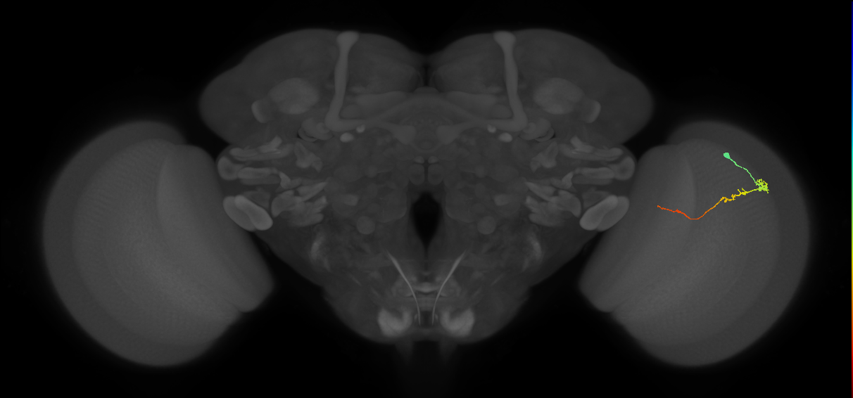 Tm3_R (JRC_OpticLobe:146859)
