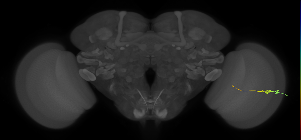 Tm3_R (JRC_OpticLobe:92993)