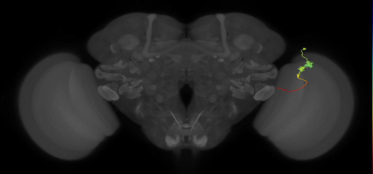 Tm3_R (JRC_OpticLobe:93274)