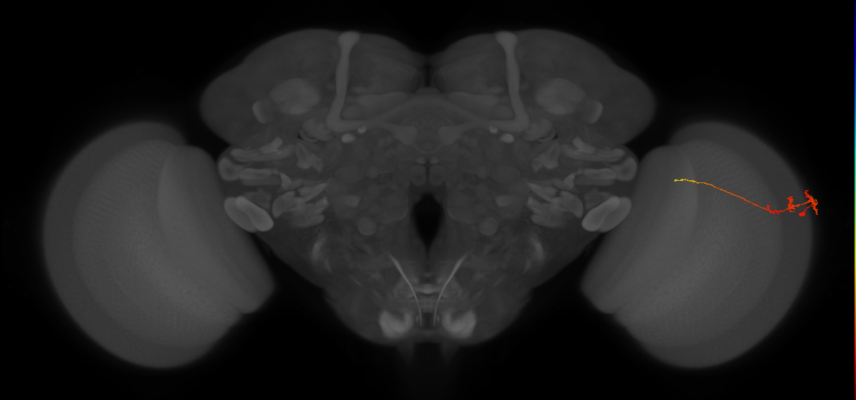 Tm3_R (JRC_OpticLobe:148069)