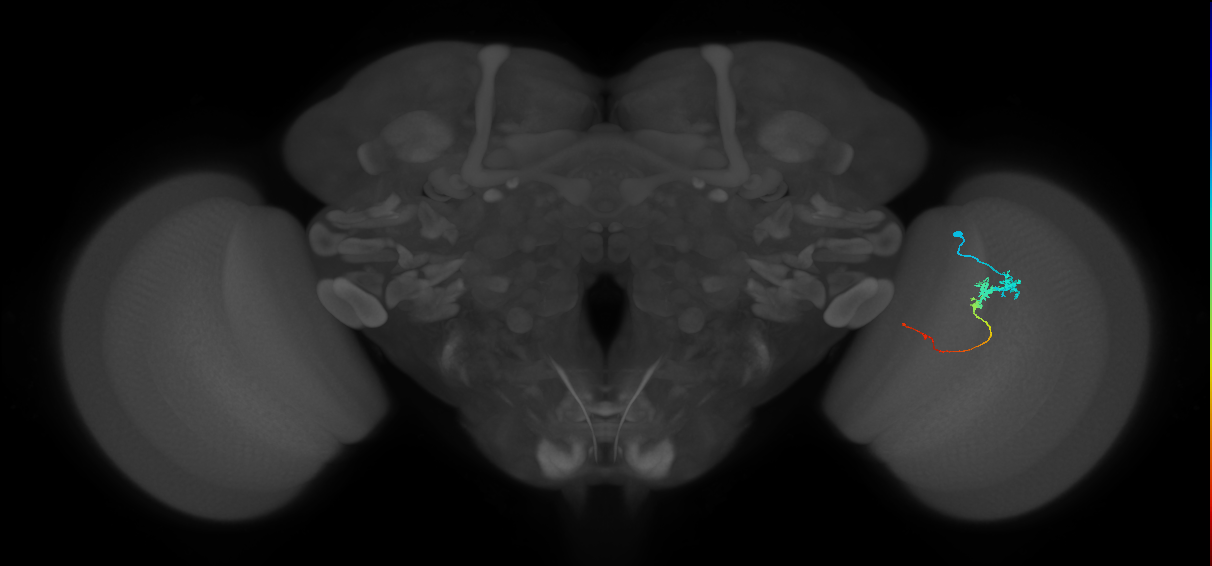 Tm3_R (JRC_OpticLobe:89165)
