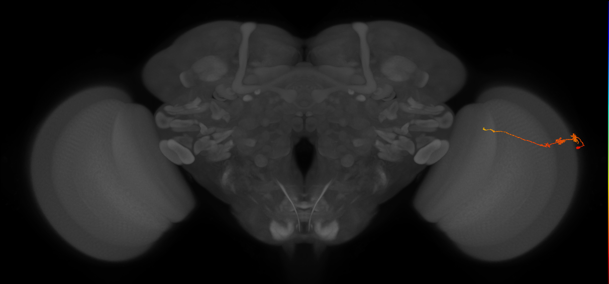 Tm3_R (JRC_OpticLobe:85453)