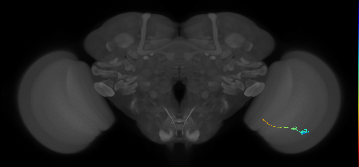 Tm3_R (JRC_OpticLobe:85383)