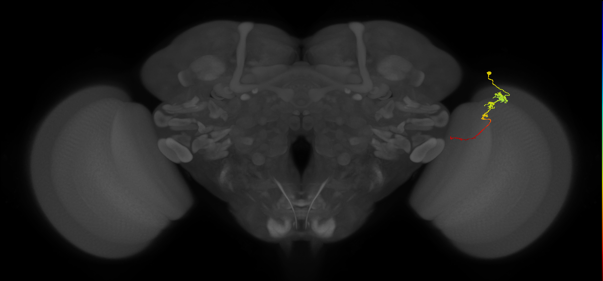 Tm3_R (JRC_OpticLobe:84116)