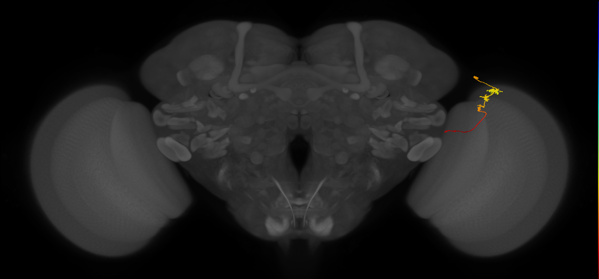 Tm3_R (JRC_OpticLobe:106359)