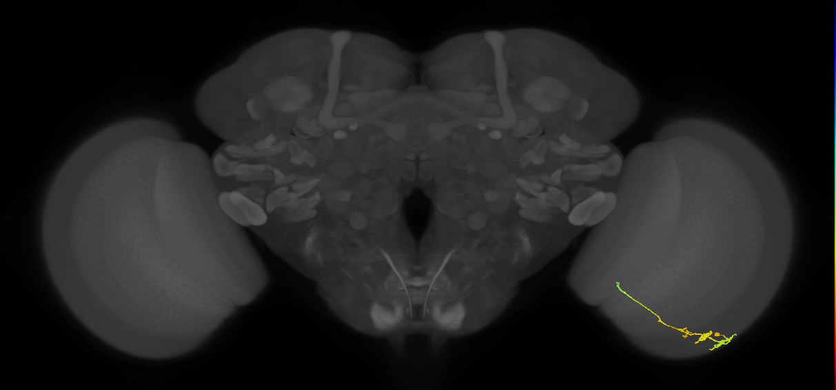 Tm3_R (JRC_OpticLobe:66374)