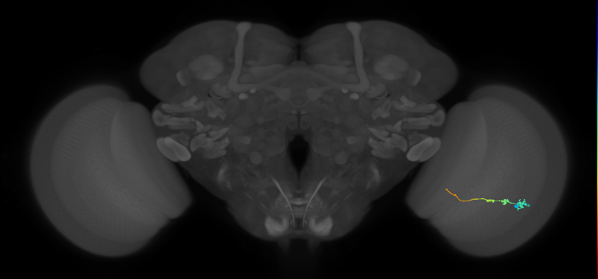 Tm3_R (JRC_OpticLobe:87005)