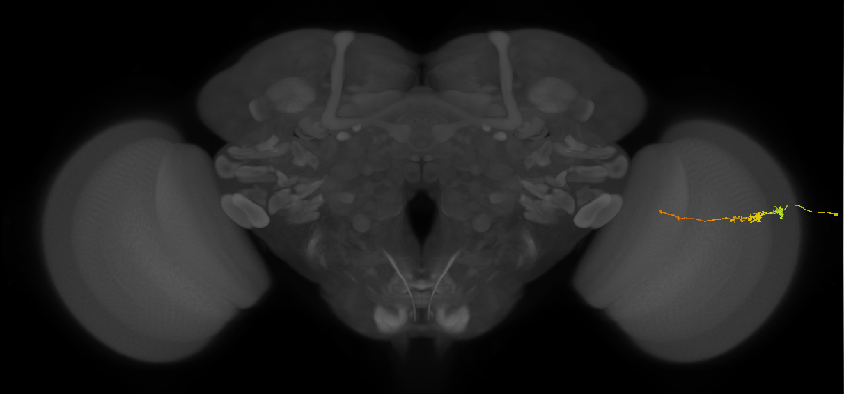 Tm3_R (JRC_OpticLobe:134515)