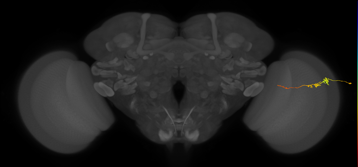 Tm3_R (JRC_OpticLobe:117197)
