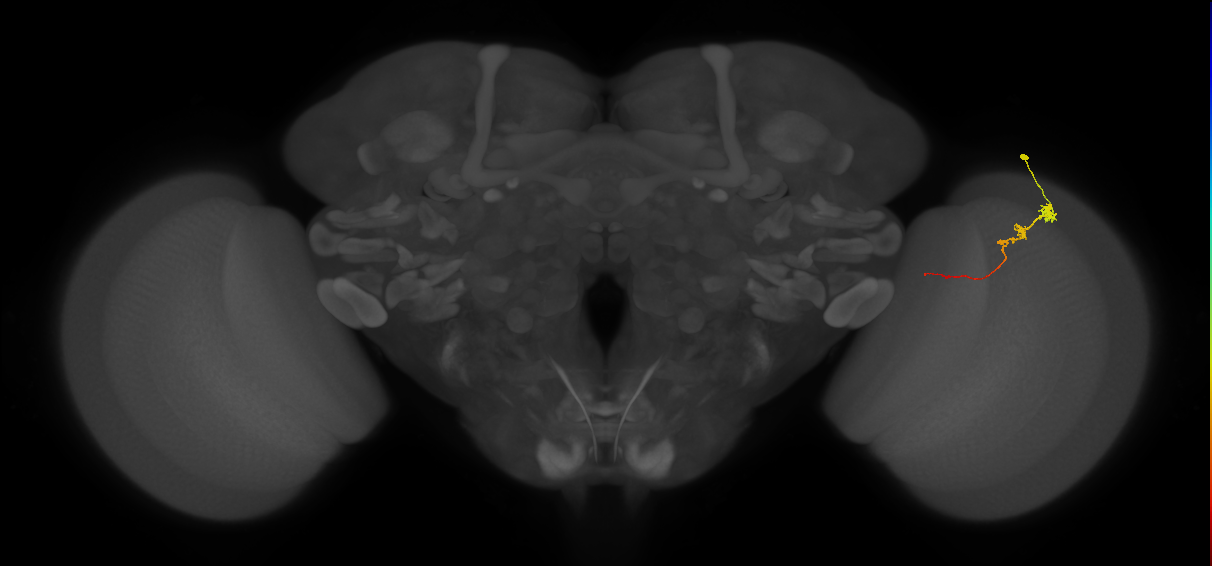 Tm3_R (JRC_OpticLobe:84438)
