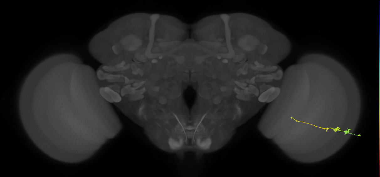 Tm3_R (JRC_OpticLobe:68264)
