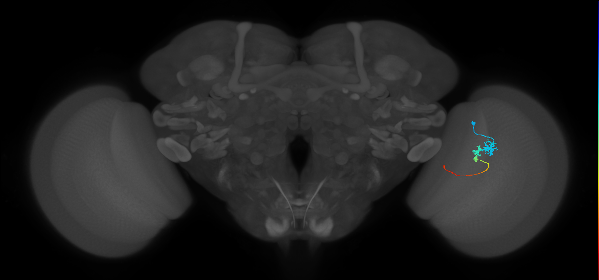 Tm3_R (JRC_OpticLobe:75712)