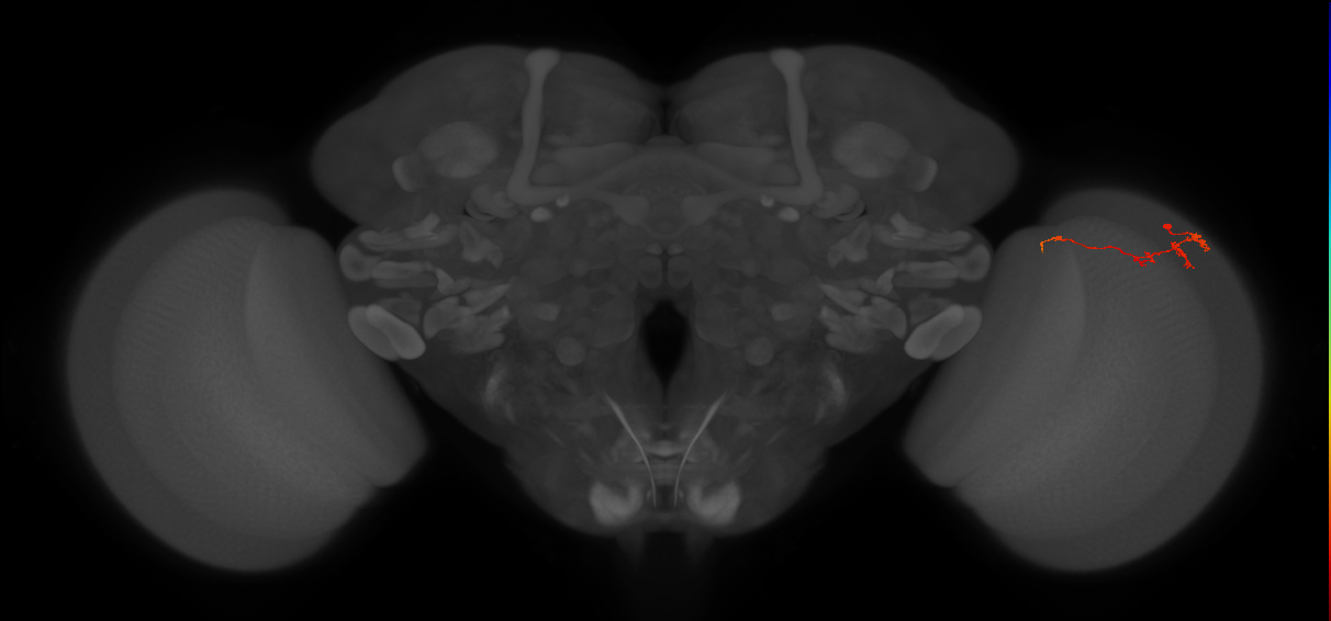 Tm3_R (JRC_OpticLobe:111408)