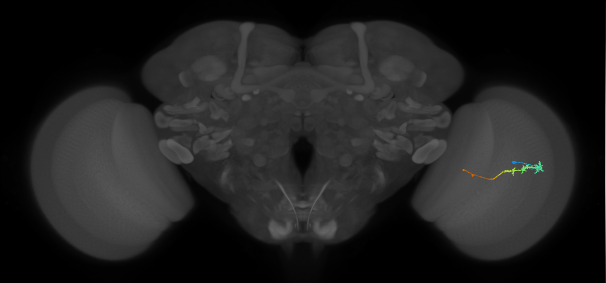 Tm3_R (JRC_OpticLobe:82282)