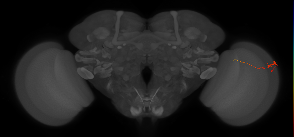 Tm3_R (JRC_OpticLobe:94864)