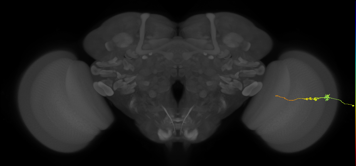 Tm3_R (JRC_OpticLobe:120312)