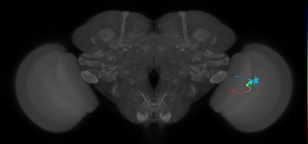Tm3_R (JRC_OpticLobe:63021)