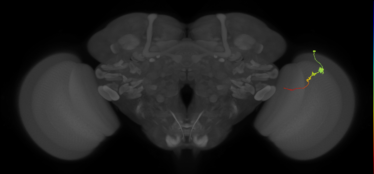 Tm3_R (JRC_OpticLobe:95589)