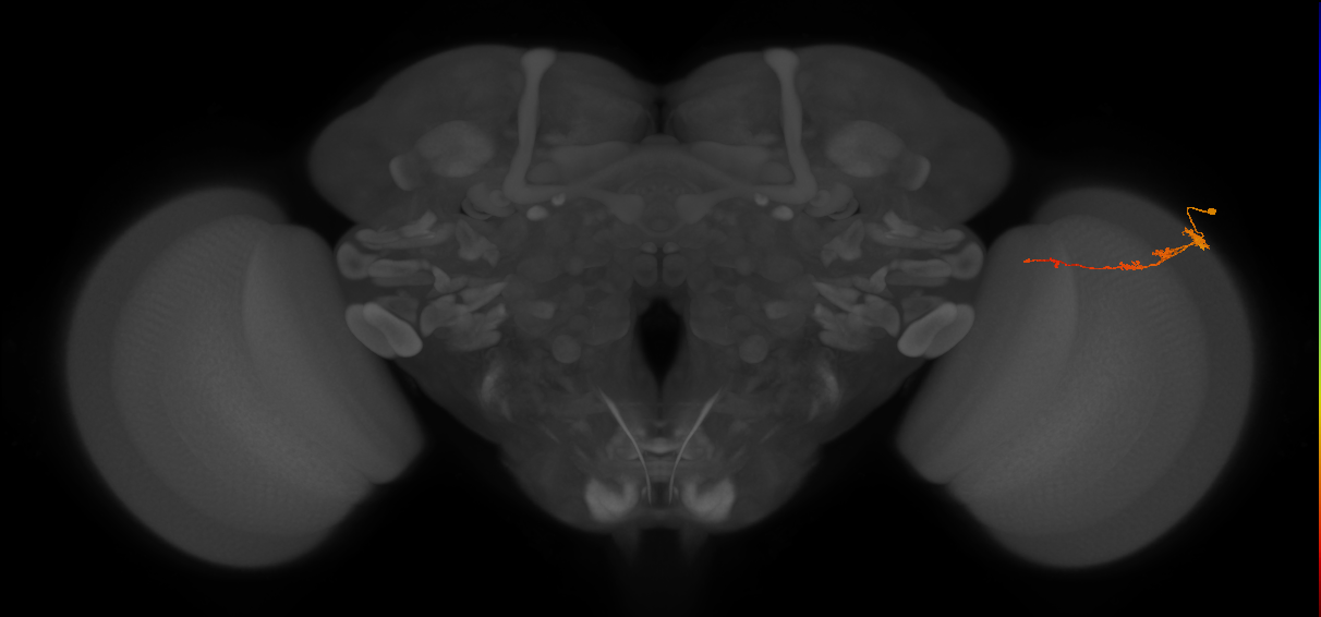Tm3_R (JRC_OpticLobe:73535)