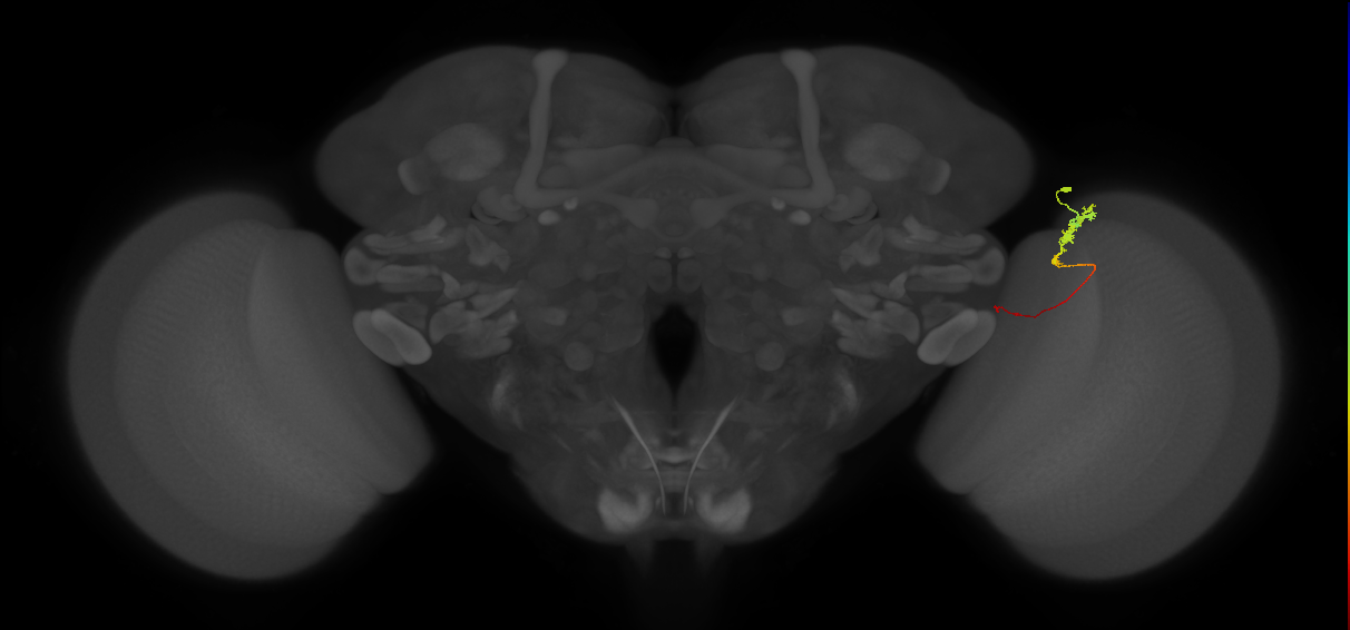 Tm3_R (JRC_OpticLobe:116533)