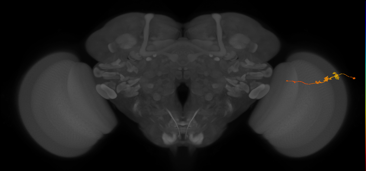 Tm3_R (JRC_OpticLobe:72646)