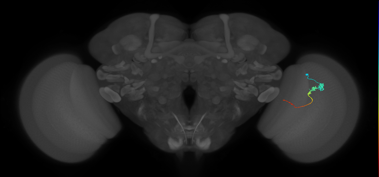 Tm3_R (JRC_OpticLobe:88381)