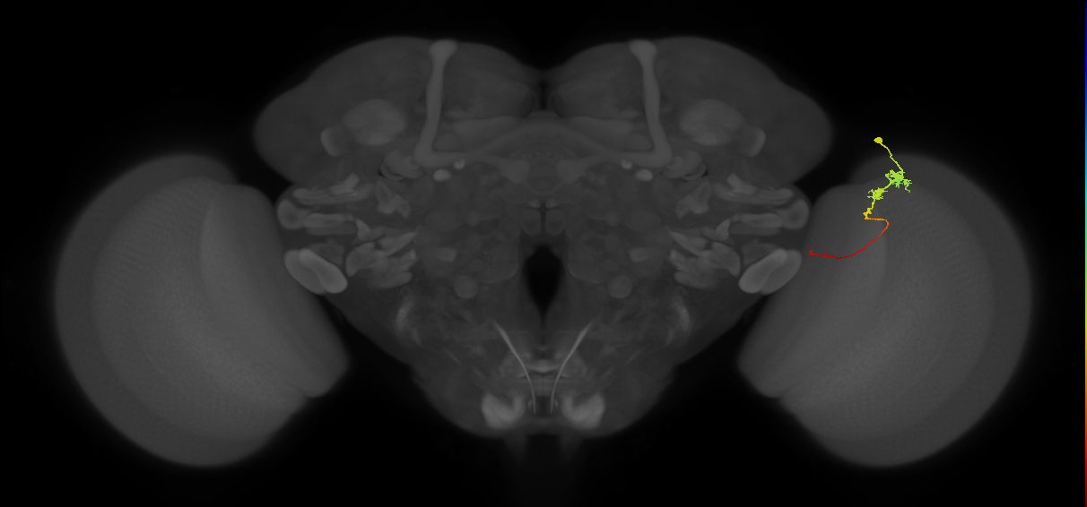 Tm3_R (JRC_OpticLobe:91865)