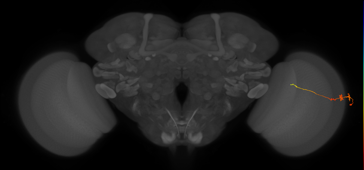 Tm3_R (JRC_OpticLobe:75817)
