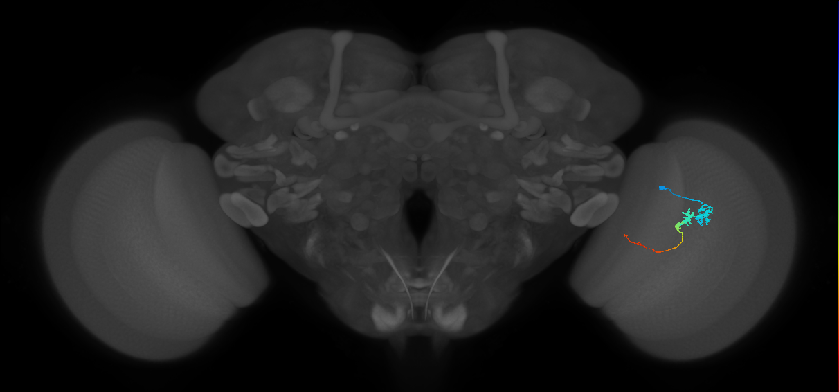 Tm3_R (JRC_OpticLobe:71652)