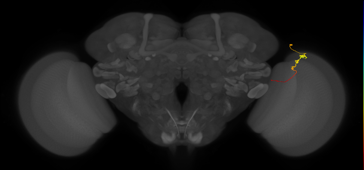 Tm3_R (JRC_OpticLobe:95557)