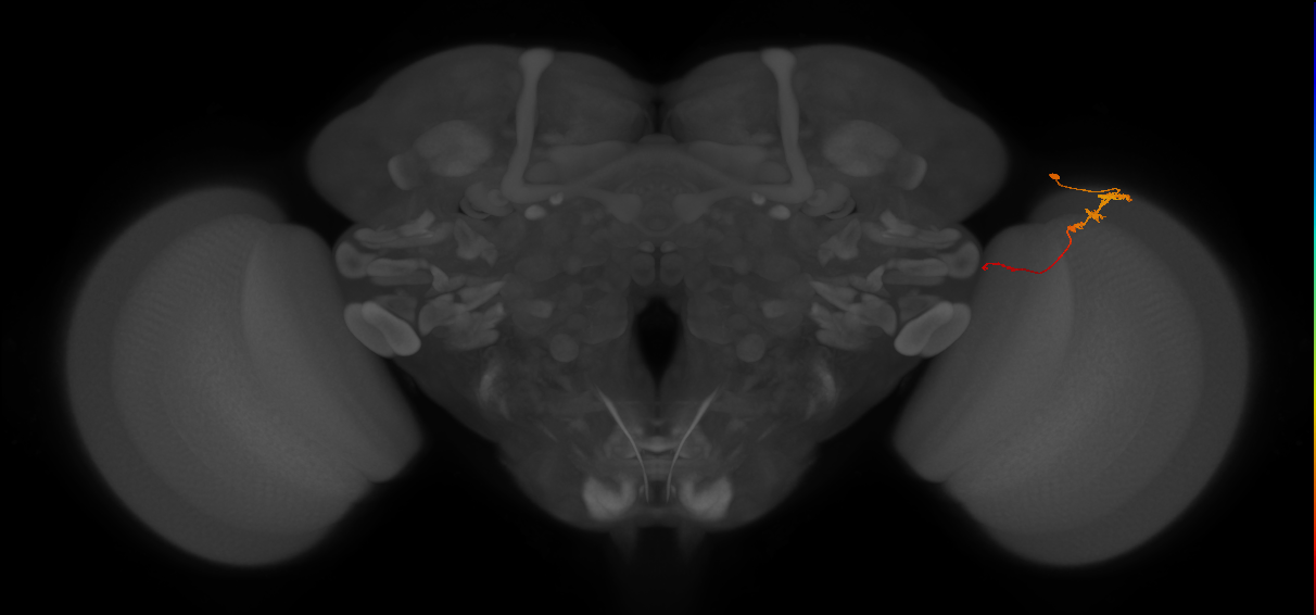 Tm3_R (JRC_OpticLobe:93022)