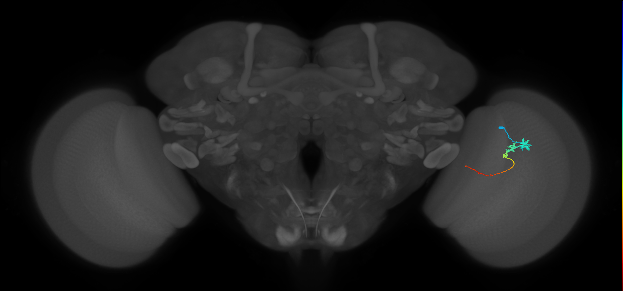 Tm3_R (JRC_OpticLobe:86319)
