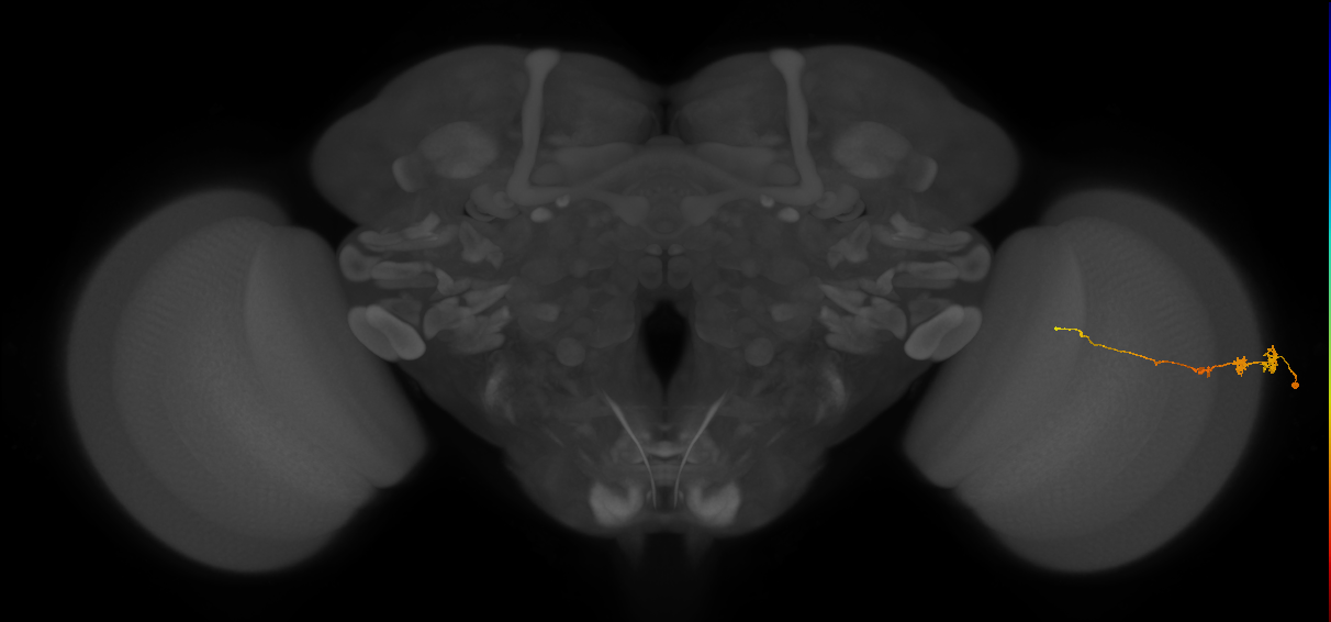 Tm3_R (JRC_OpticLobe:75592)