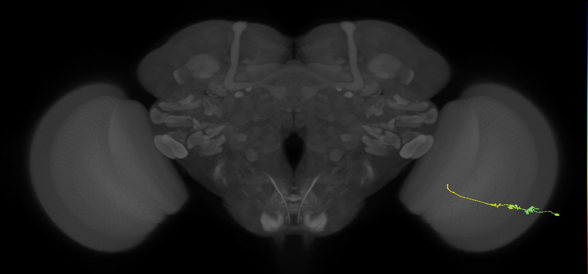 Tm3_R (JRC_OpticLobe:78728)