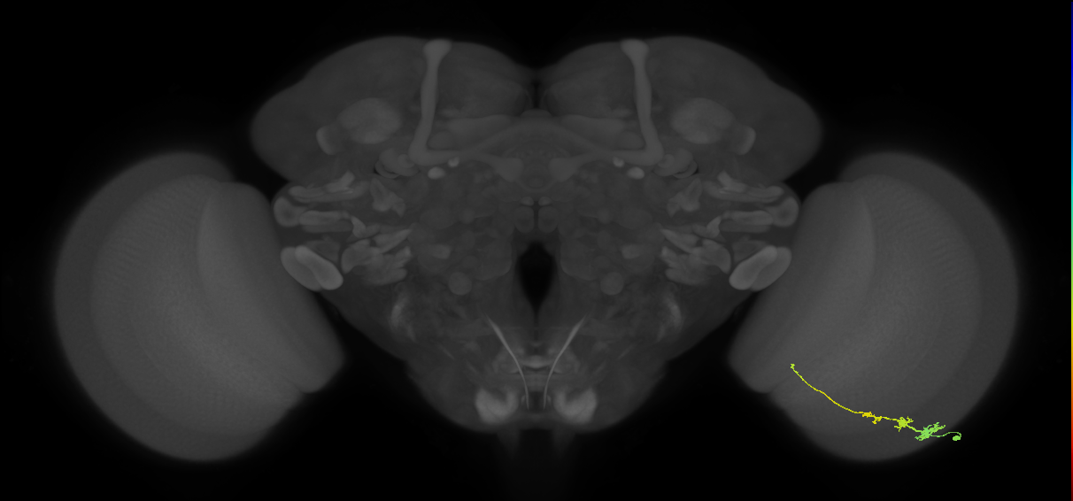 Tm3_R (JRC_OpticLobe:65096)