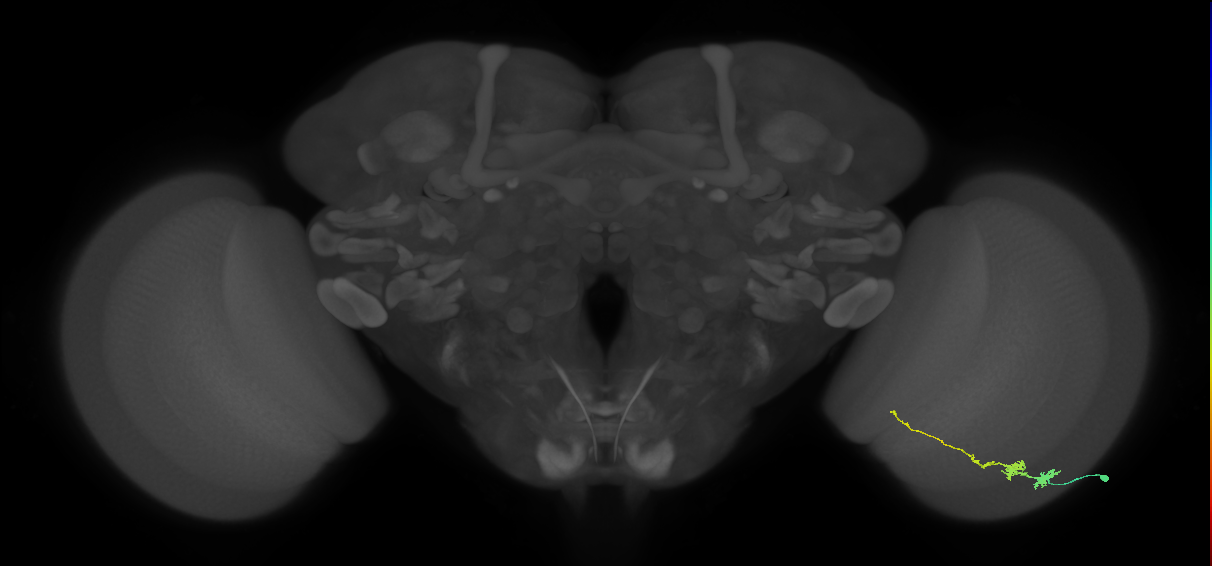 Tm3_R (JRC_OpticLobe:72697)