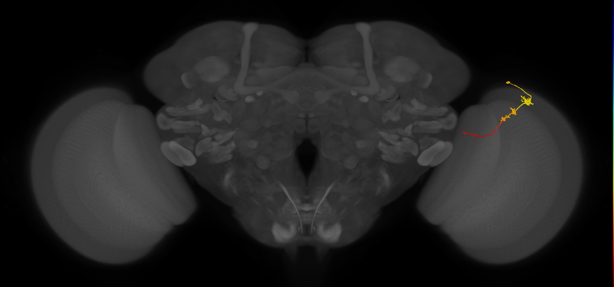 Tm3_R (JRC_OpticLobe:97300)