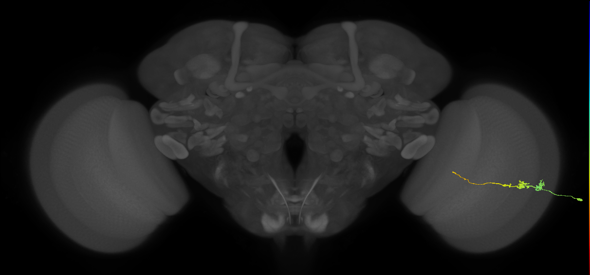 Tm3_R (JRC_OpticLobe:120231)