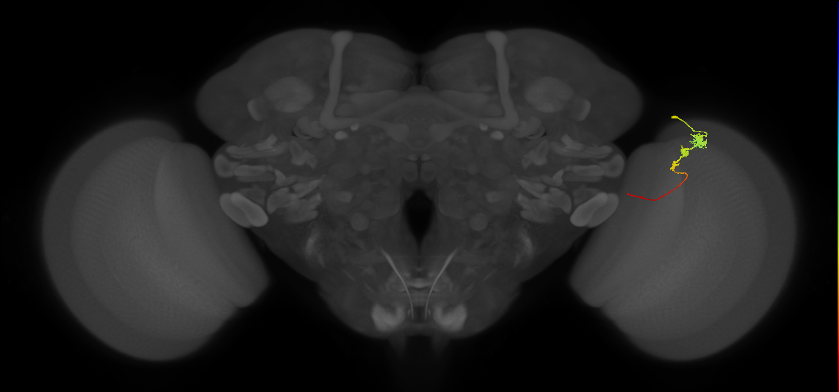 Tm3_R (JRC_OpticLobe:87823)