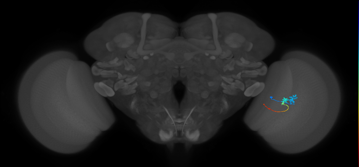 Tm3_R (JRC_OpticLobe:70632)