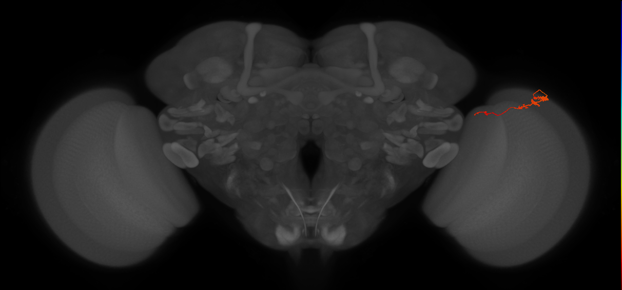 Tm3_R (JRC_OpticLobe:107764)