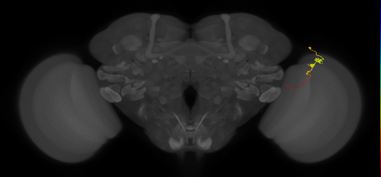 Tm3_R (JRC_OpticLobe:86225)