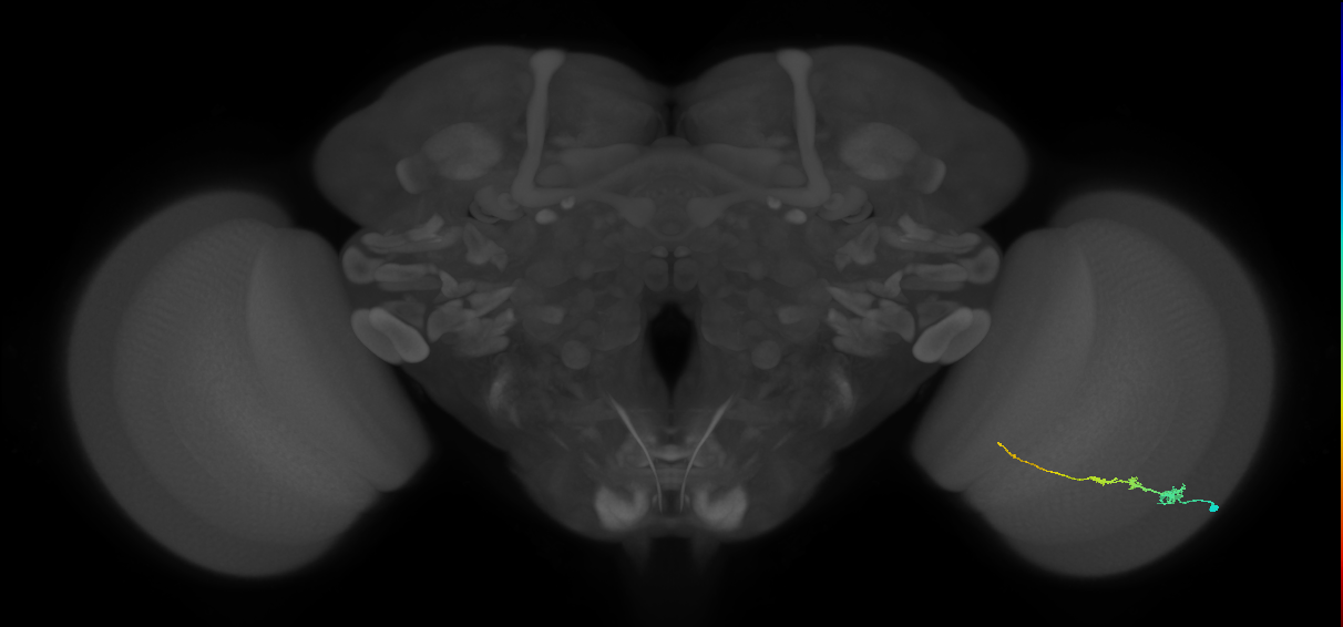 Tm3_R (JRC_OpticLobe:79644)