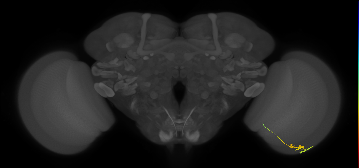 Tm3_R (JRC_OpticLobe:86290)