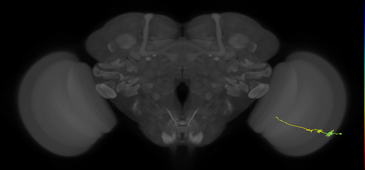 Tm3_R (JRC_OpticLobe:68302)