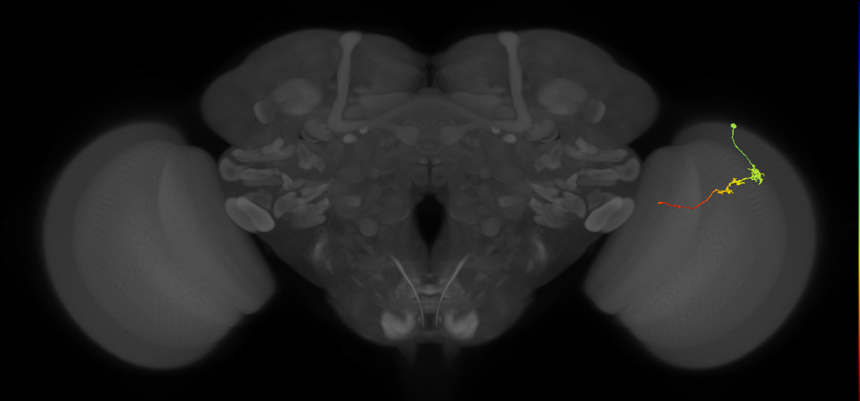 Tm3_R (JRC_OpticLobe:81463)