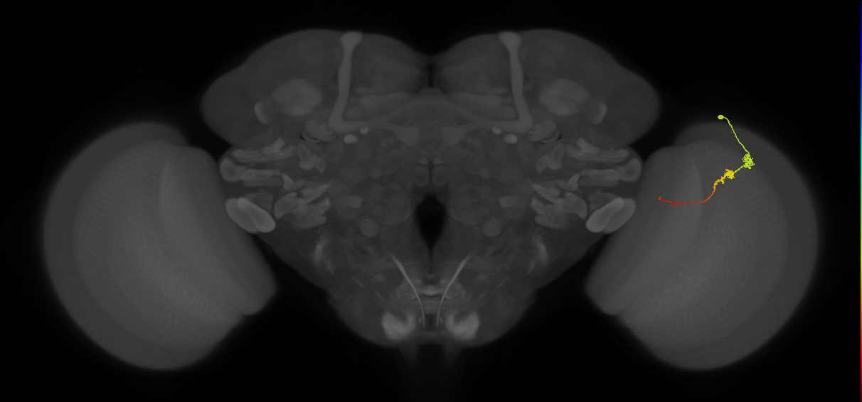 Tm3_R (JRC_OpticLobe:103583)