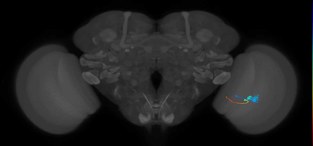 Tm3_R (JRC_OpticLobe:533688)